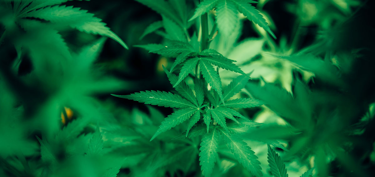 Canapa Sativa