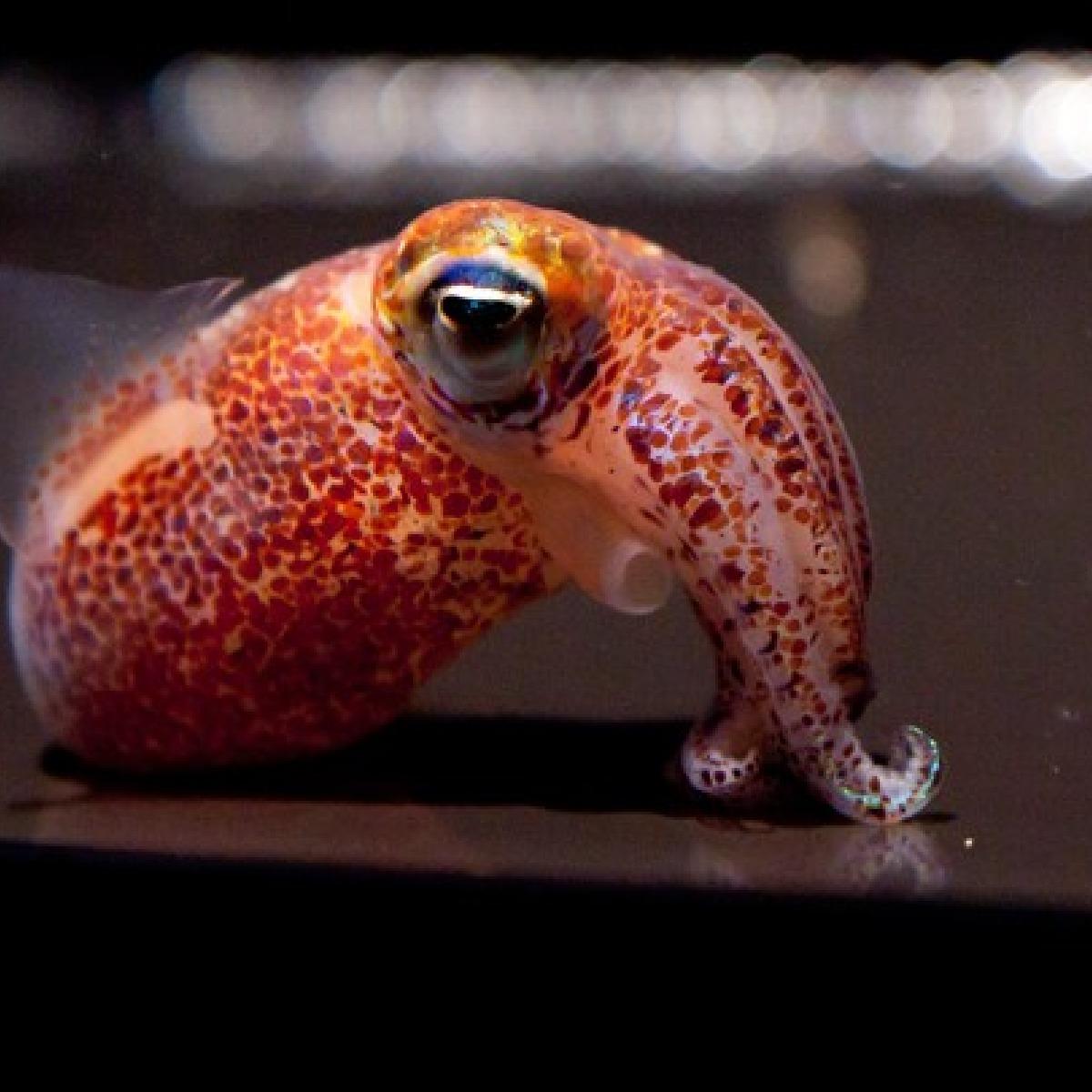 Avatar di sillysquid