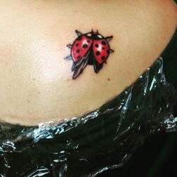 Coccinella-1