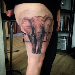 Elephant B&g-1