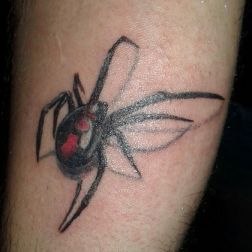 Ragno dal dorso rosso -1