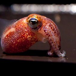 squid-1