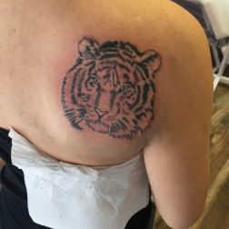 Tigre siberiana-1