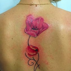 tulipano