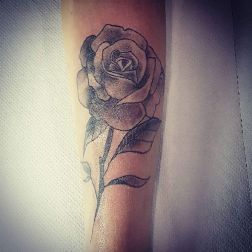 traditional rose