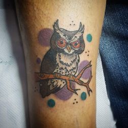 owl