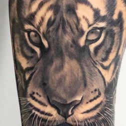 ANIMAL-1
