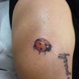 coccinella-1