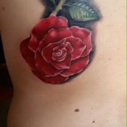 rosa rossa