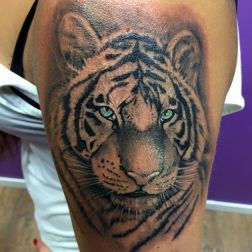 tiger-1