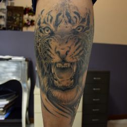 Tigre tattoo-1