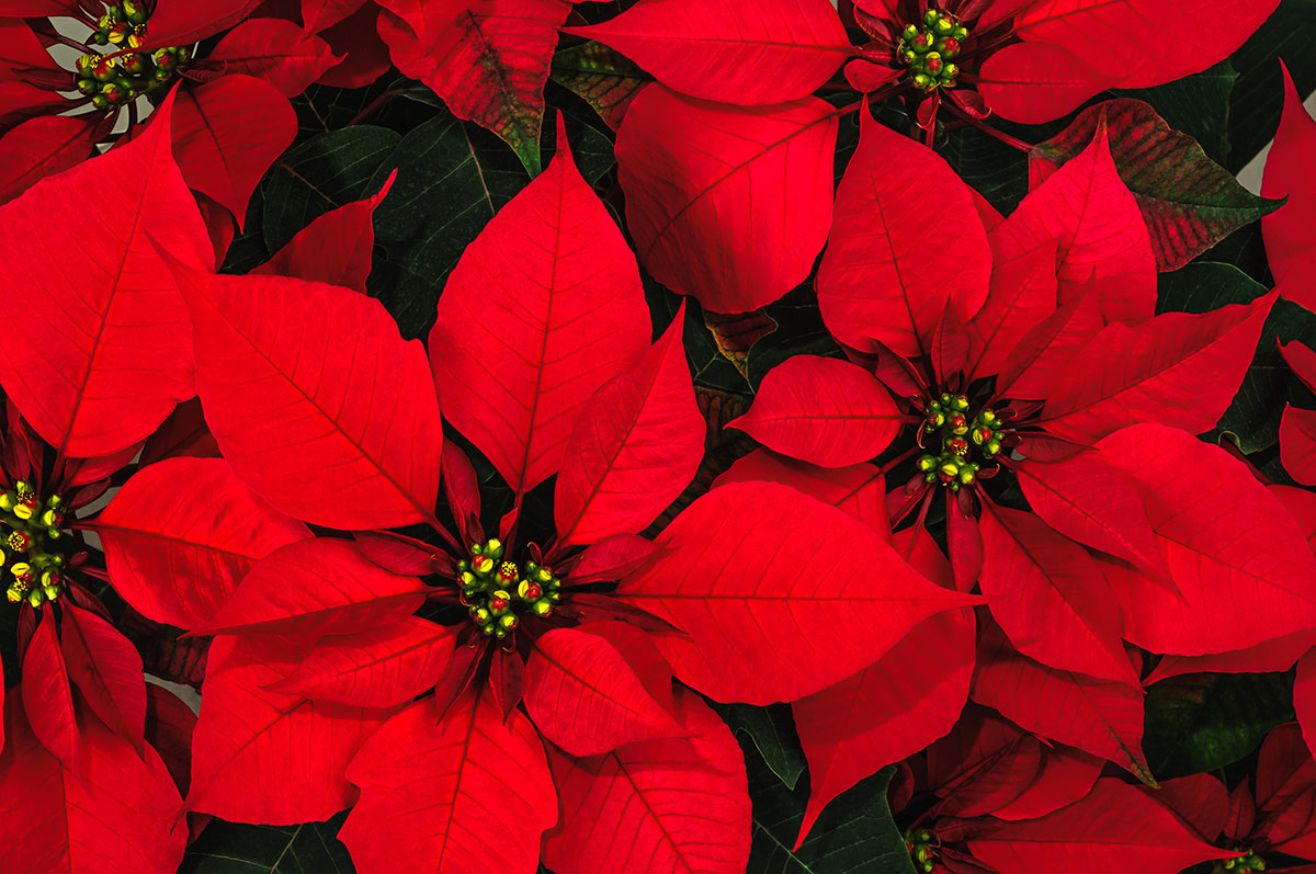 Stella Di Natale Disegnata.Poinsettia Stella Di Natale